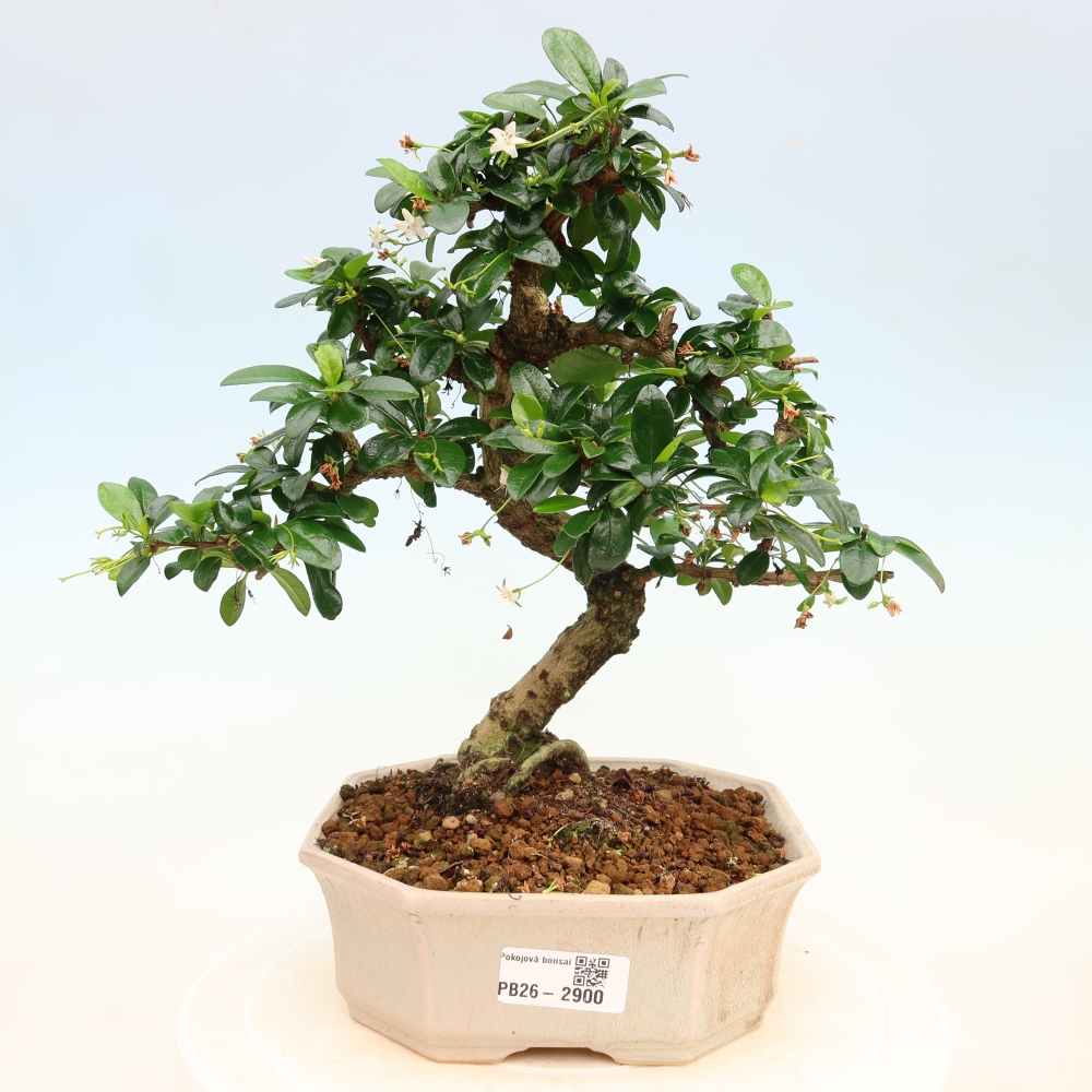 Camera bonsai - Carmona macrophylla - Tea fuki