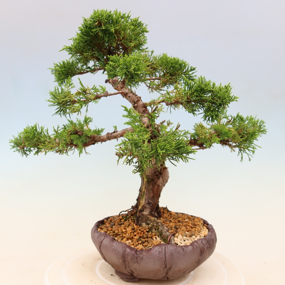 Bonsai da esterno - Juniperus chinensis Itoigawa