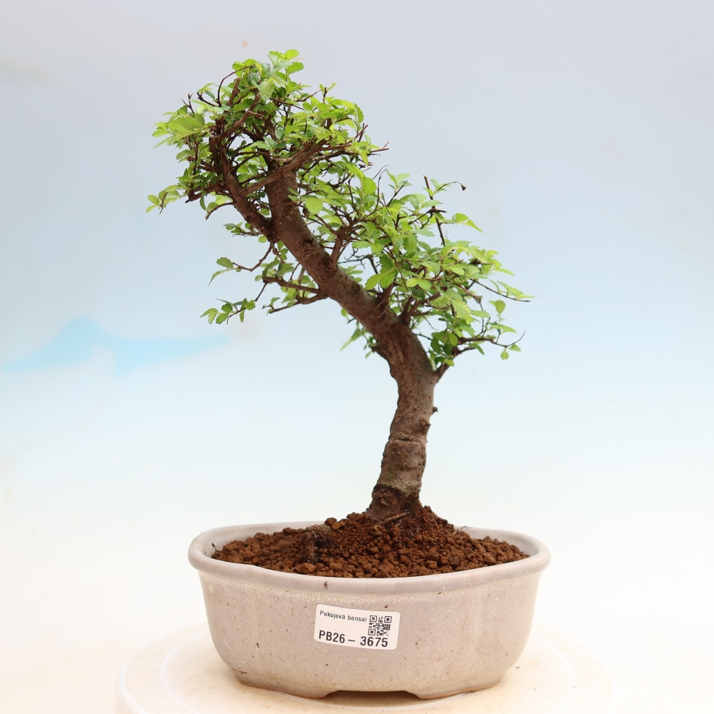 Camera bonsai - Ulmus parvifolia - Olmo a foglie piccole