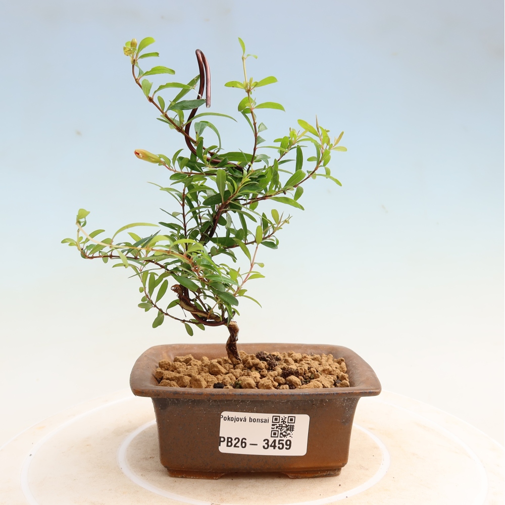 Camera bonsai-PUNICA granatum nana-Mela granata