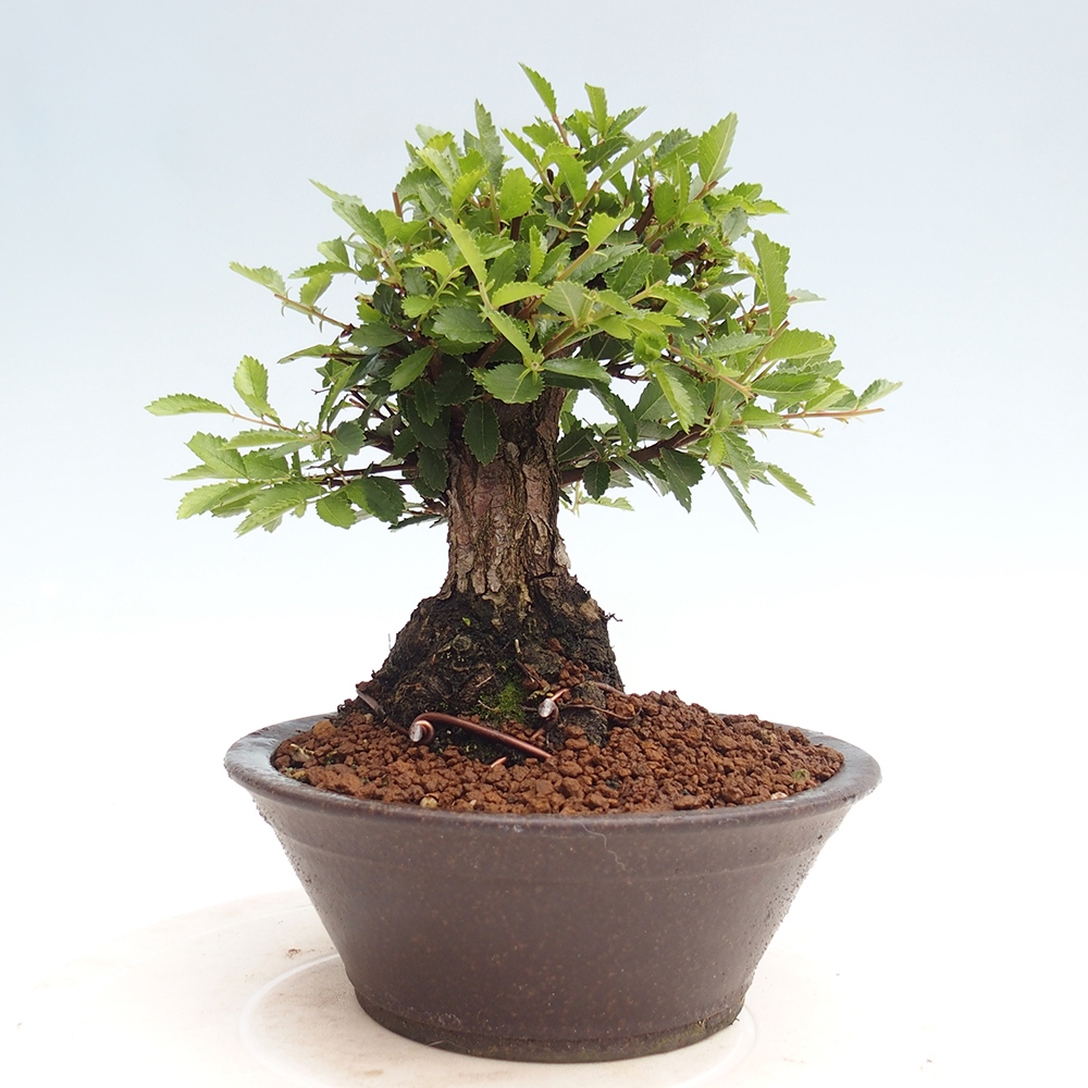 Bonsai da esterno - Zelkova - Zelkova NIRE