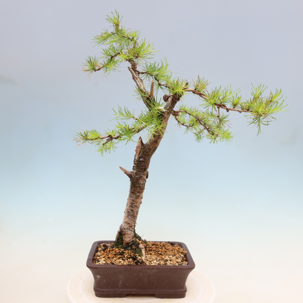 Bonsai da esterno -Larix decidua - Larice