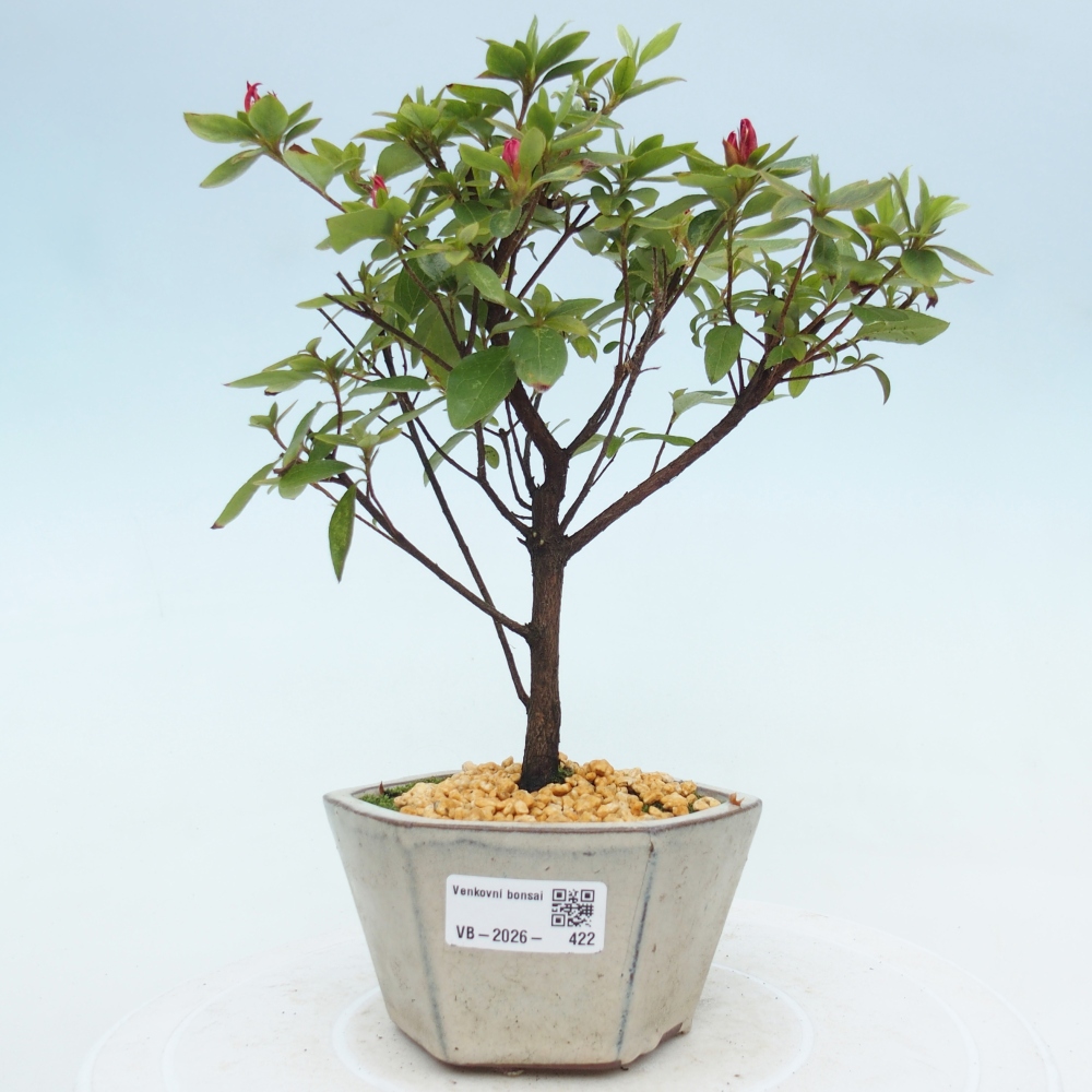 Bonsai da esterno - Azalea giapponese - Azalea sp.