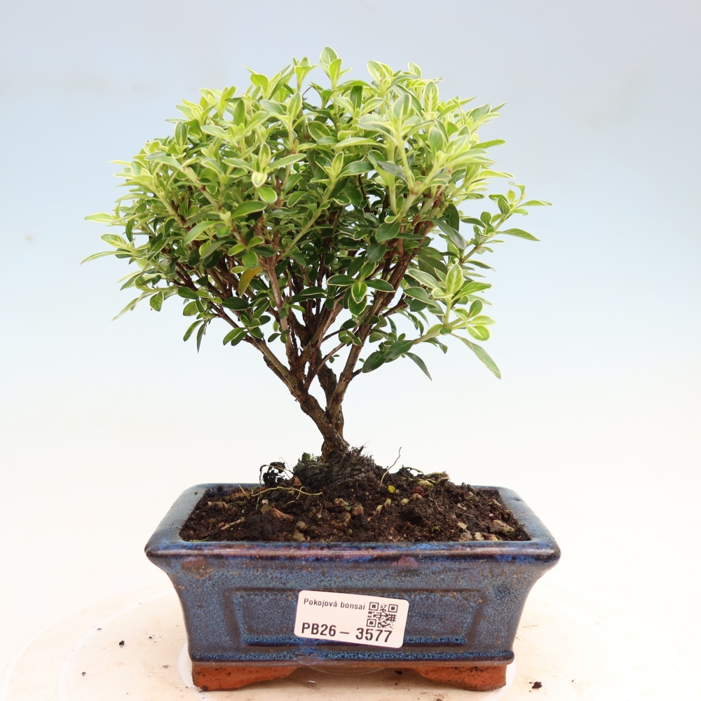 Camera bonsai - Serissa foetida Variegata - Albero delle mille stelle