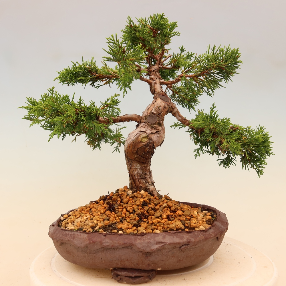 Bonsai da esterno - Juniperus chinensis Itoigawa