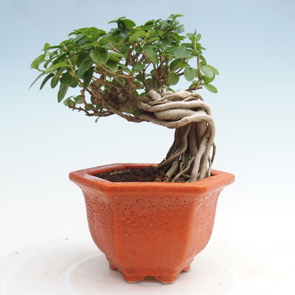 Bonsai da interno - Premna serratifolia - Kozlovna malolista