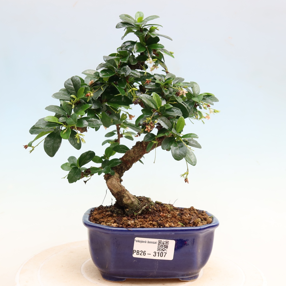 Camera bonsai - Carmona macrophylla - Tea fuki