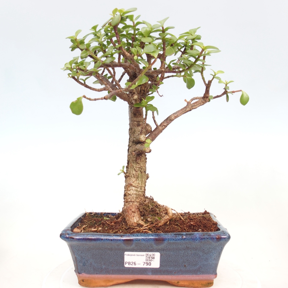 Camera bonsai - Portulakaria Afra - Tlustice