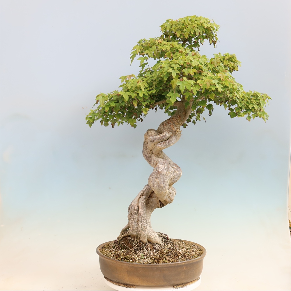 Bonsai da esterno - Acer Buergerianum - Acero di Burger
