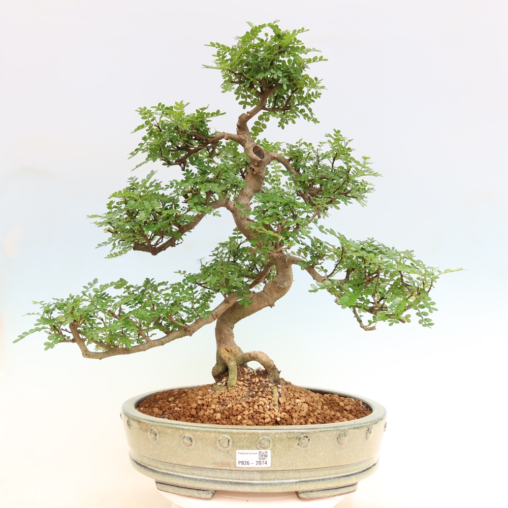 Camera bonsai - Zantoxylum piperitum - albero del pepe
