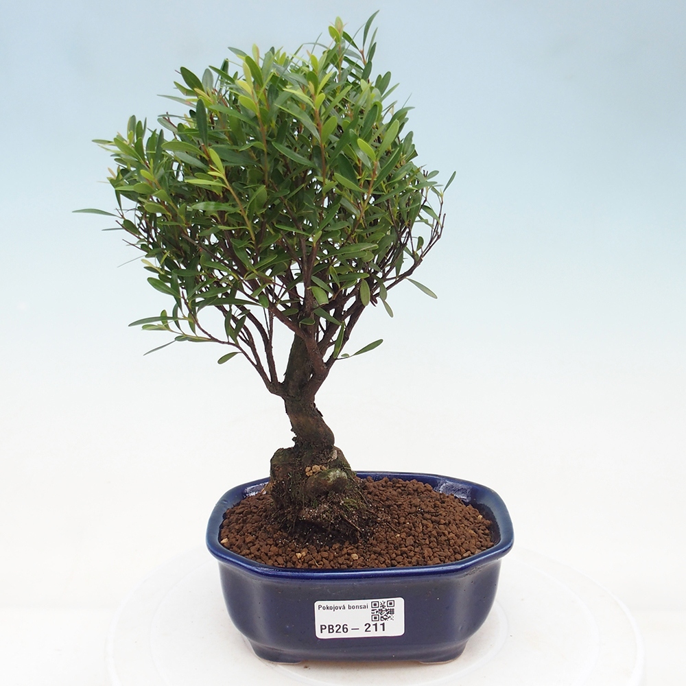 Camera bonsai - Syzygium - Pimento