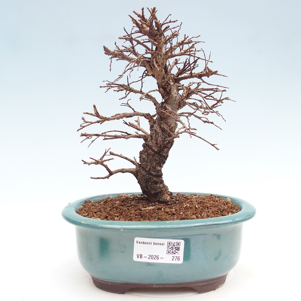 Bonsai da esterno - Zelkova - Zelkova NIRE