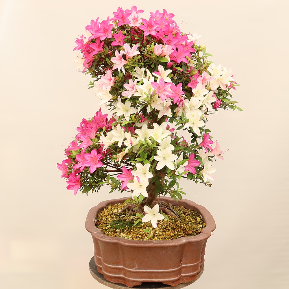Bonsai da esterno - Azalea giapponese - Azalea Miyabihime