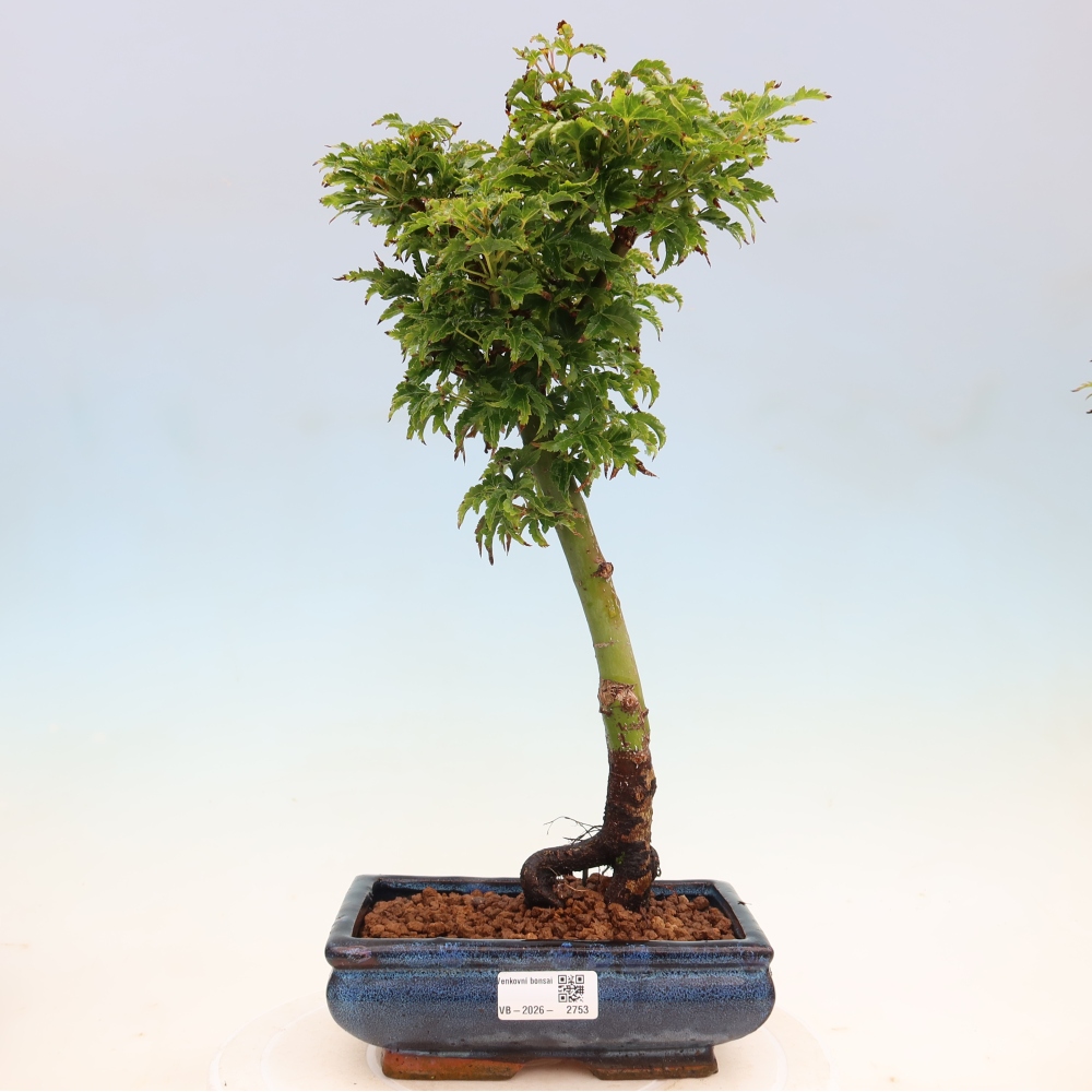 Bonsai da esterno -Palma di Giava Acer palmatum Shishigashira