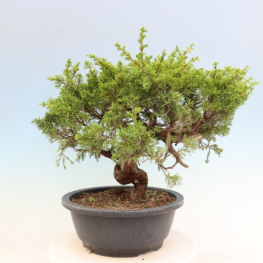 Bonsai da esterno - Juniperus chinensis Itoigawa-Juniperus chinensis