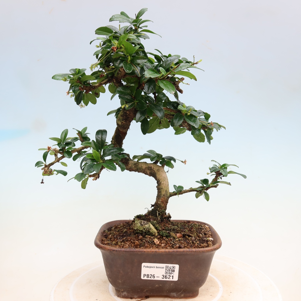Camera bonsai - Carmona macrophylla - Tea fuki