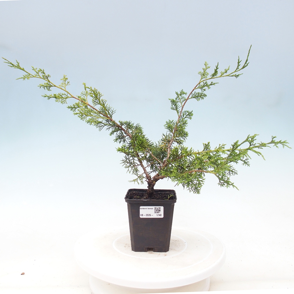 Bonsai da esterno - Juniperus chinensis Itoigawa