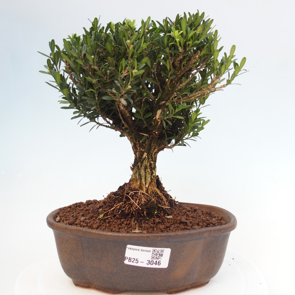Camera bonsai - Buxus harlandii - buxus da sughero