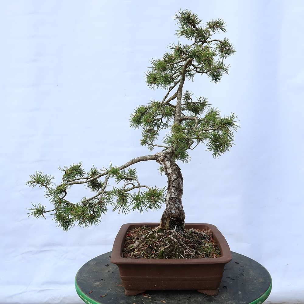 Pinus sylvestris Spagna - pino silvestre