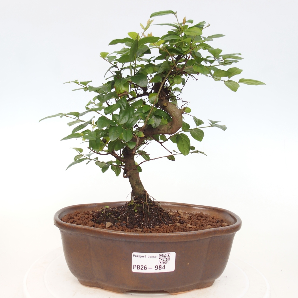 Camera bonsai - Sageretia thea - Sageretia thea