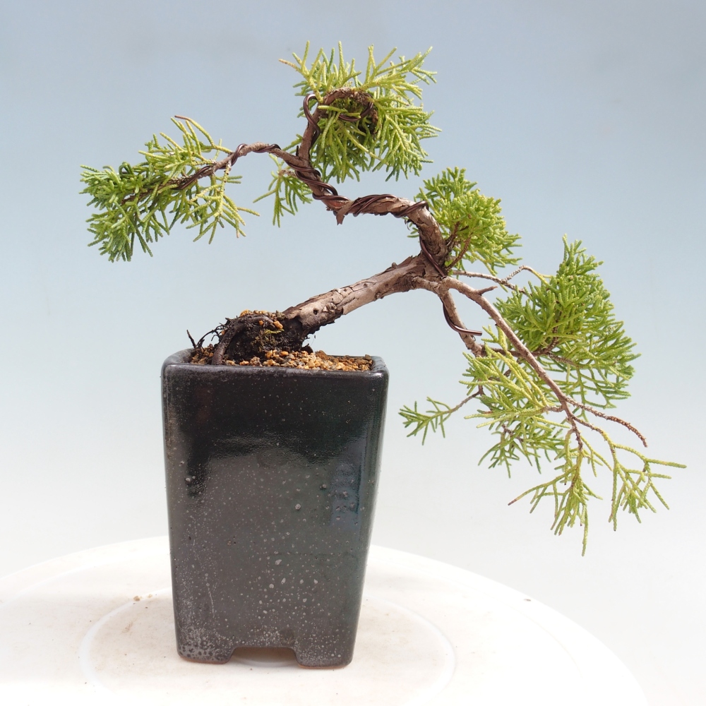 Bonsai da esterno - Juniperus chinensis Kishu