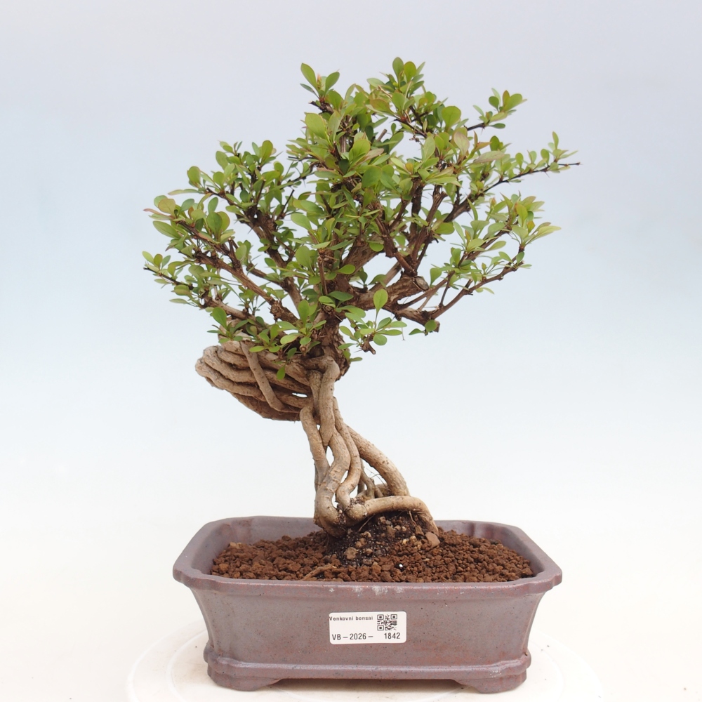 Bonsai da esterno - Berberis coreana