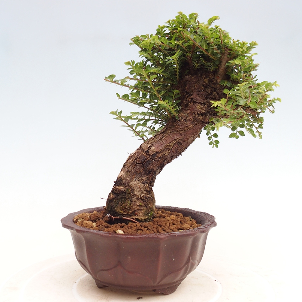 Bonsai da esterno - Ulmus parvifolia Hokkaido - Olmo cinese