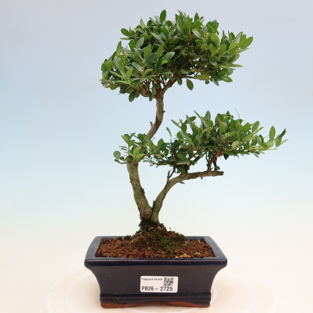 Camera bonsai - Ilex crenata - Agrifoglio