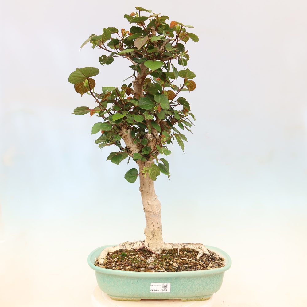 Bonsai da interno - Hibiscus tiliaceus - Ibisco marino