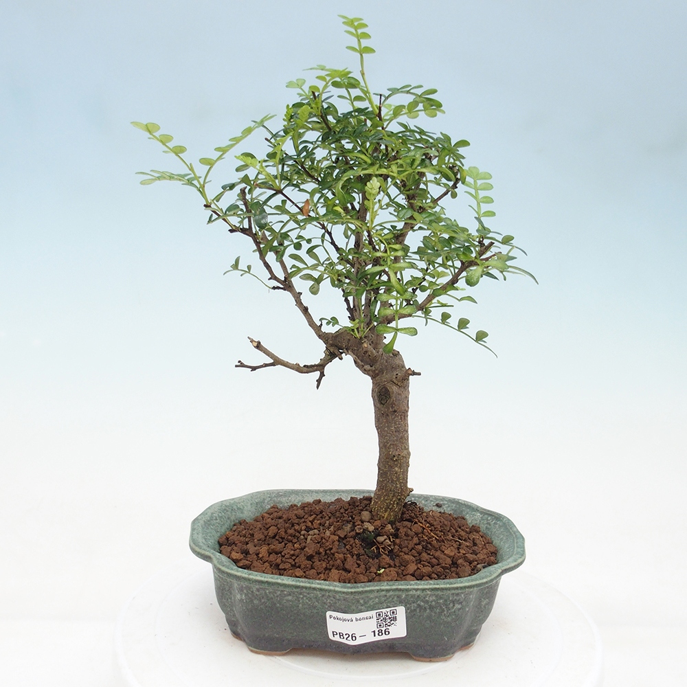Camera bonsai - Zantoxylum piperitum - albero del pepe