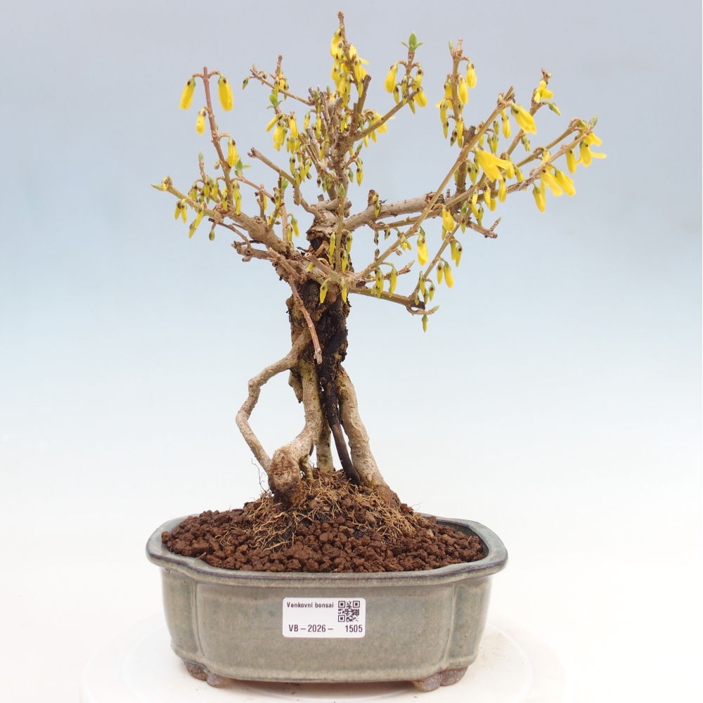 Bonsai da esterno - Zlatice - Forsythia koreana