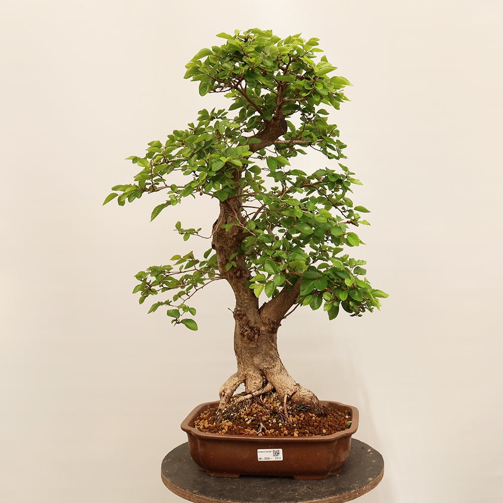 Bonsai da esterno -Carpinus Coreana - Carpino coreano