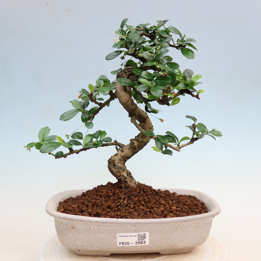 Camera bonsai - Carmona macrophylla - Tea fuki