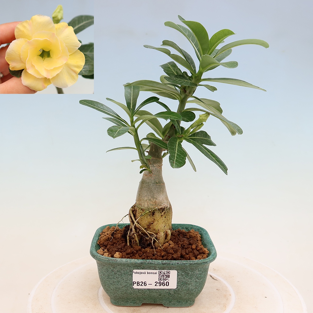 Bonsai da interno - Adenium obesum innestato Alonza  - Rosa del deserto