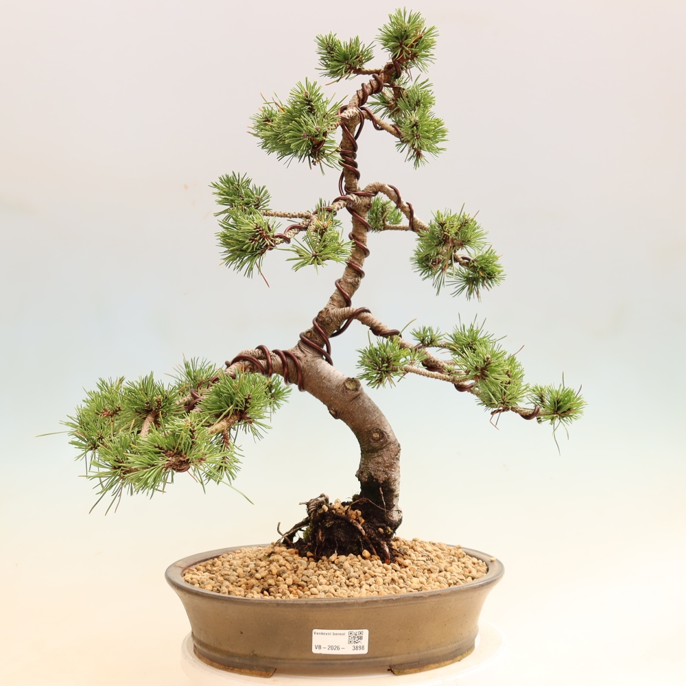 Bonsai da esterno - Pinus mugo Humpy  - Pino mugo