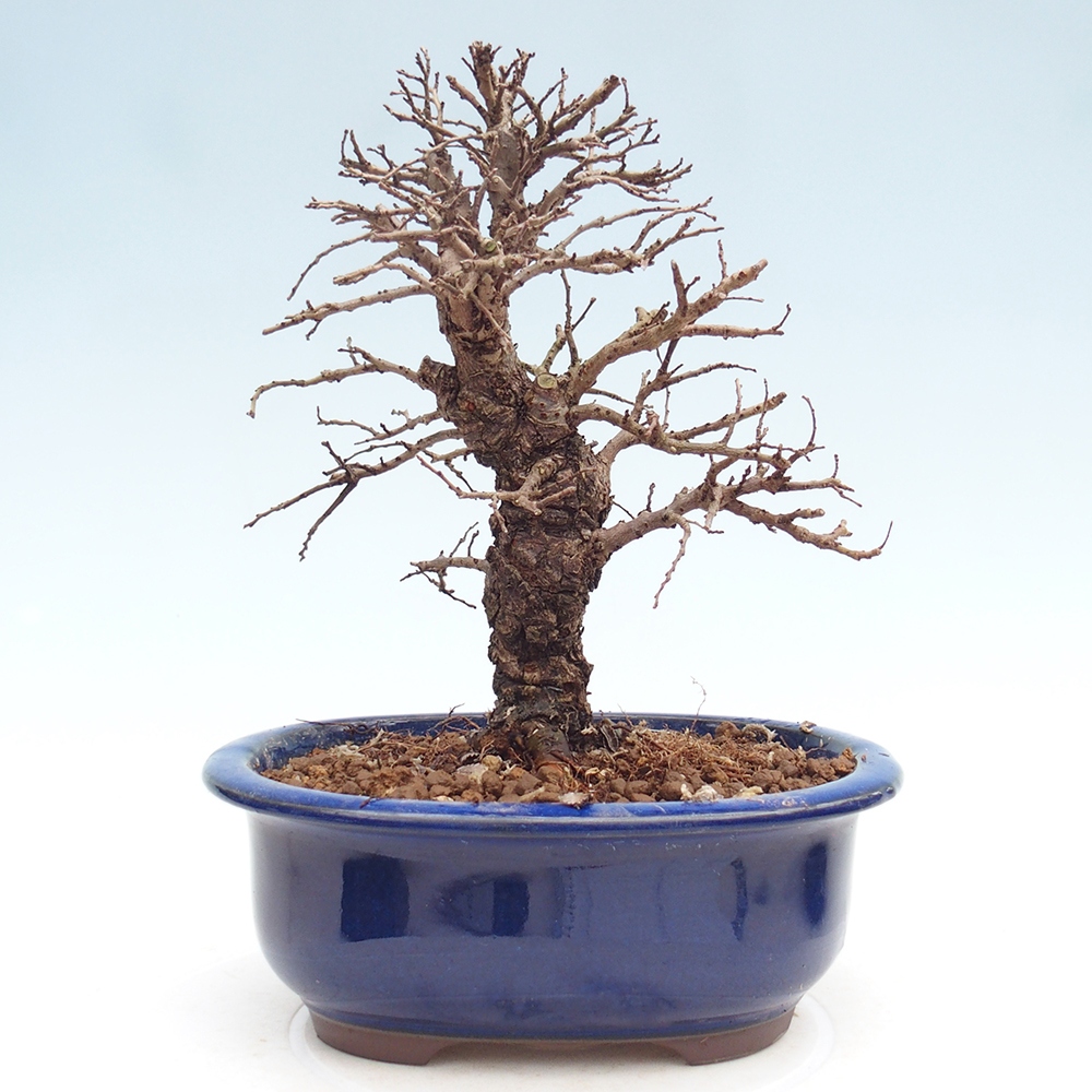 Bonsai da esterno - Zelkova - Zelkova NIRE