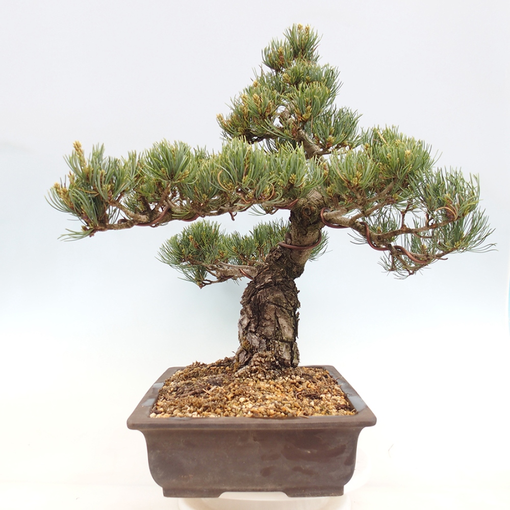 Bonsai da esterno - Pinus parviflora - Pinus parviflora