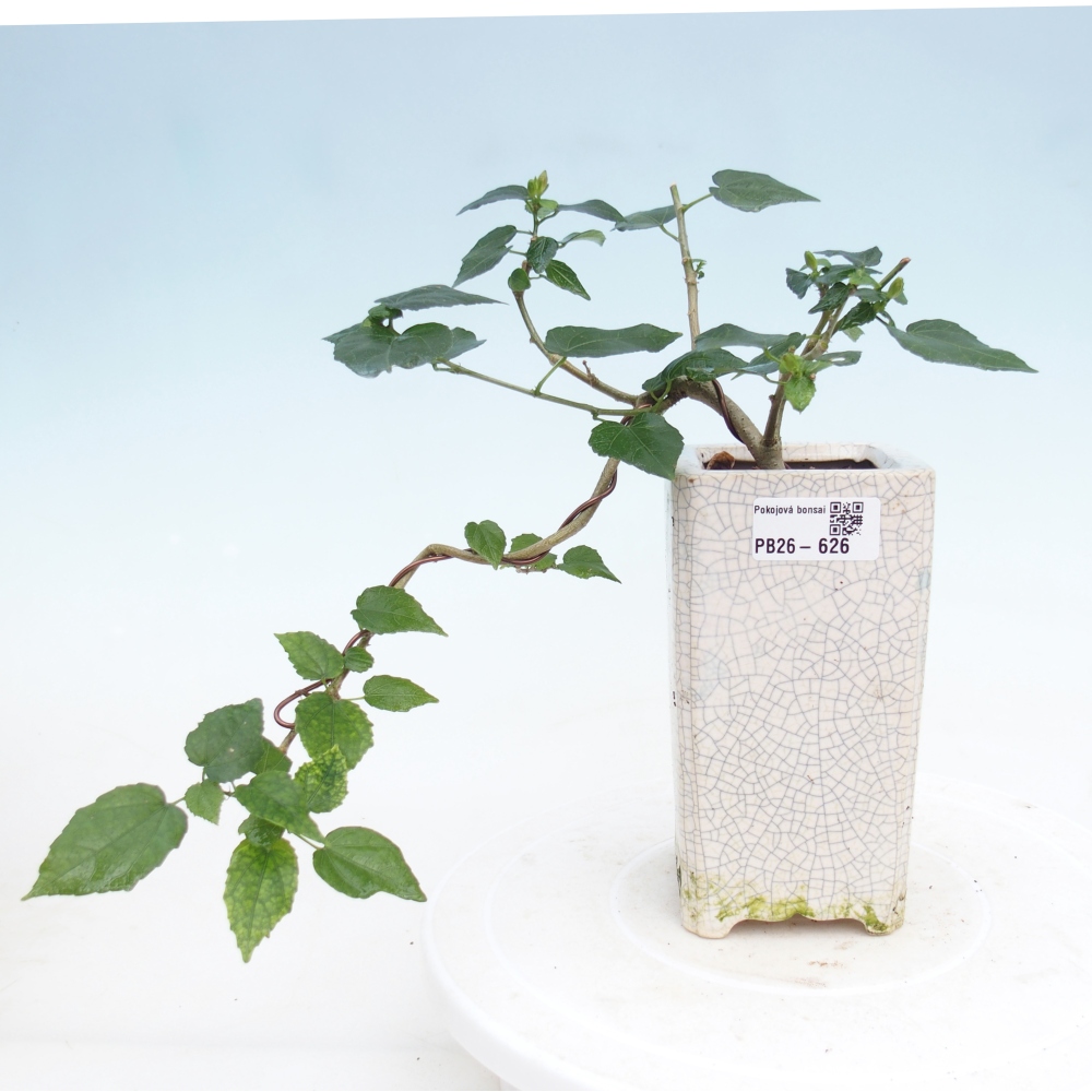 Bonsai da interno - Malvaviscus arboreus