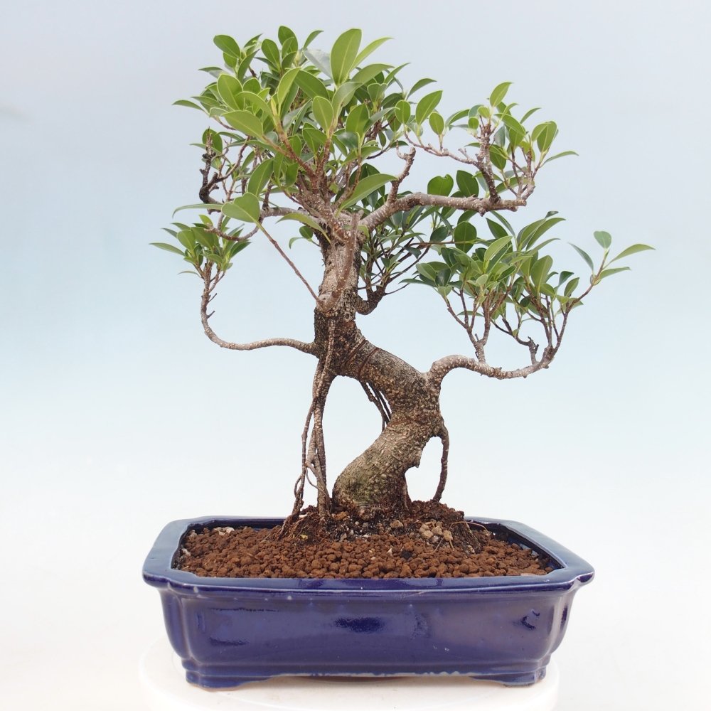 Camera bonsai - Ficus kimmen - ficus a foglie piccole