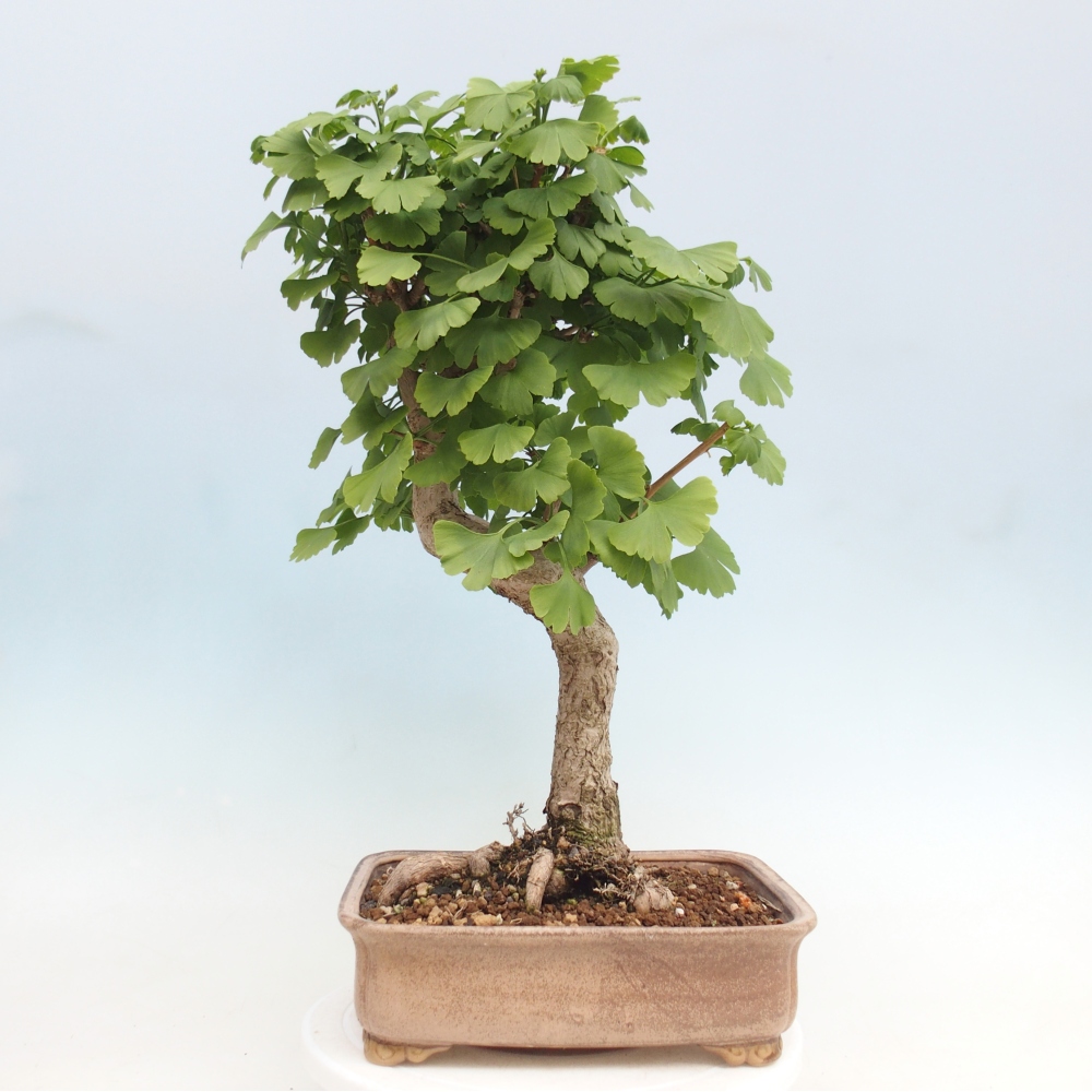 Bonsai da esterno - Ginkgo biloba - Ginkgo biloba