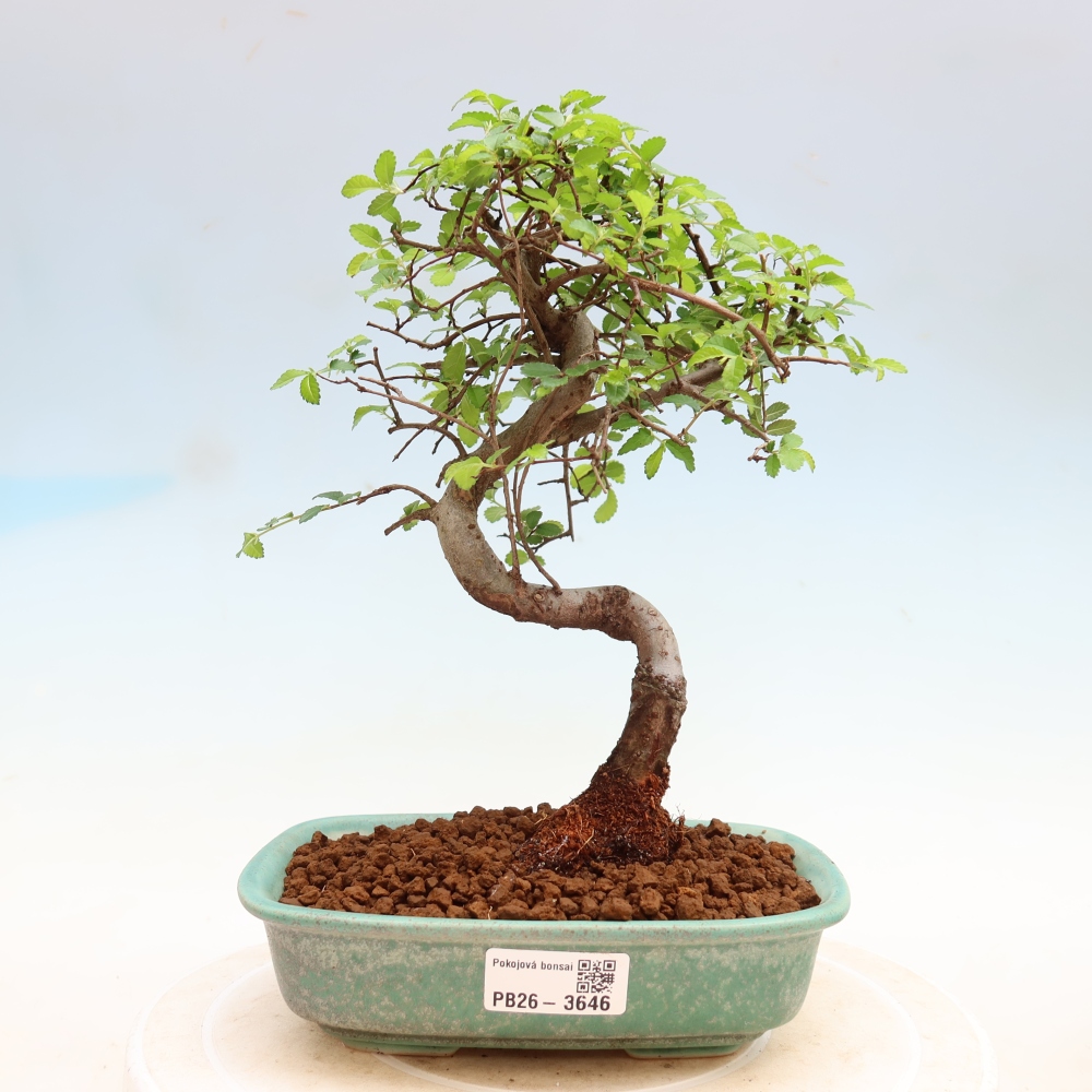 Camera bonsai - Ulmus parvifolia - Olmo a foglie piccole
