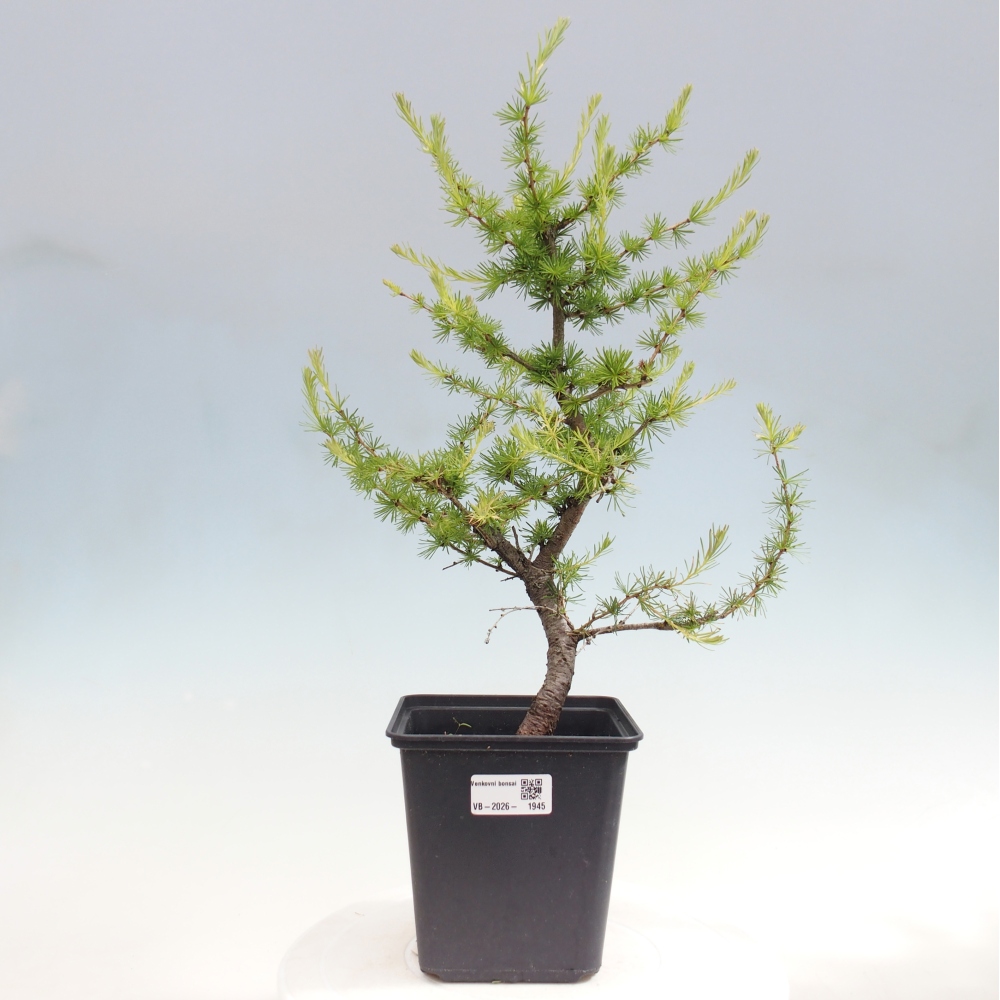 Bonsai da esterno -Larix decidua - Larice