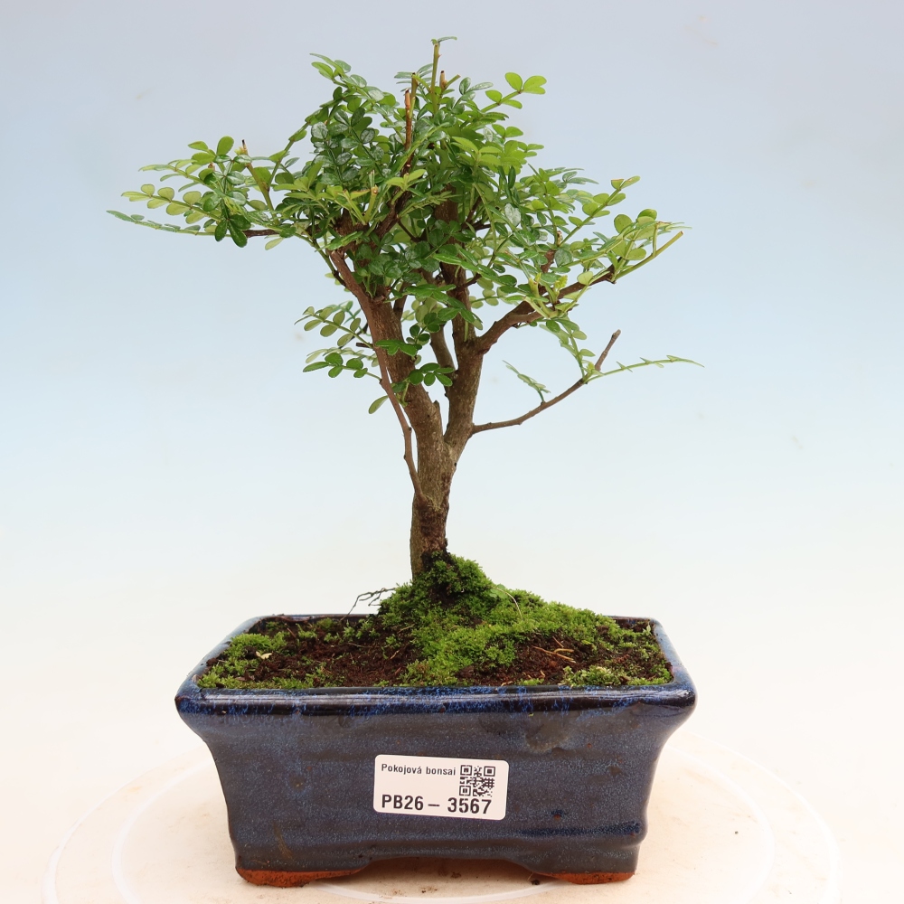 Camera bonsai - Zantoxylum piperitum - albero del pepe