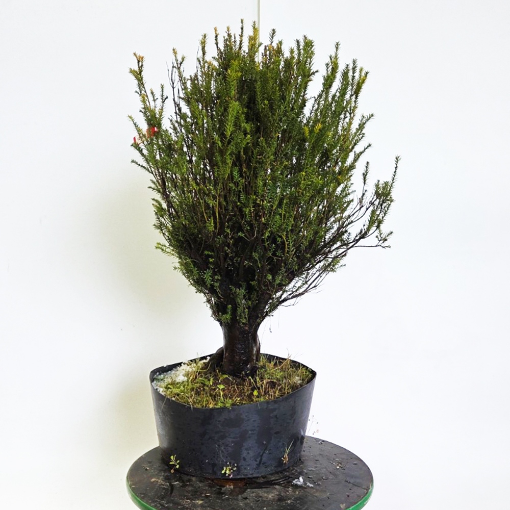Bonsai da esterno di Tasso giapponese - Taxus cuspidata