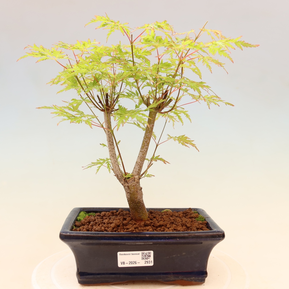 Bonsai da esterno - Acer palmatum Dissectum