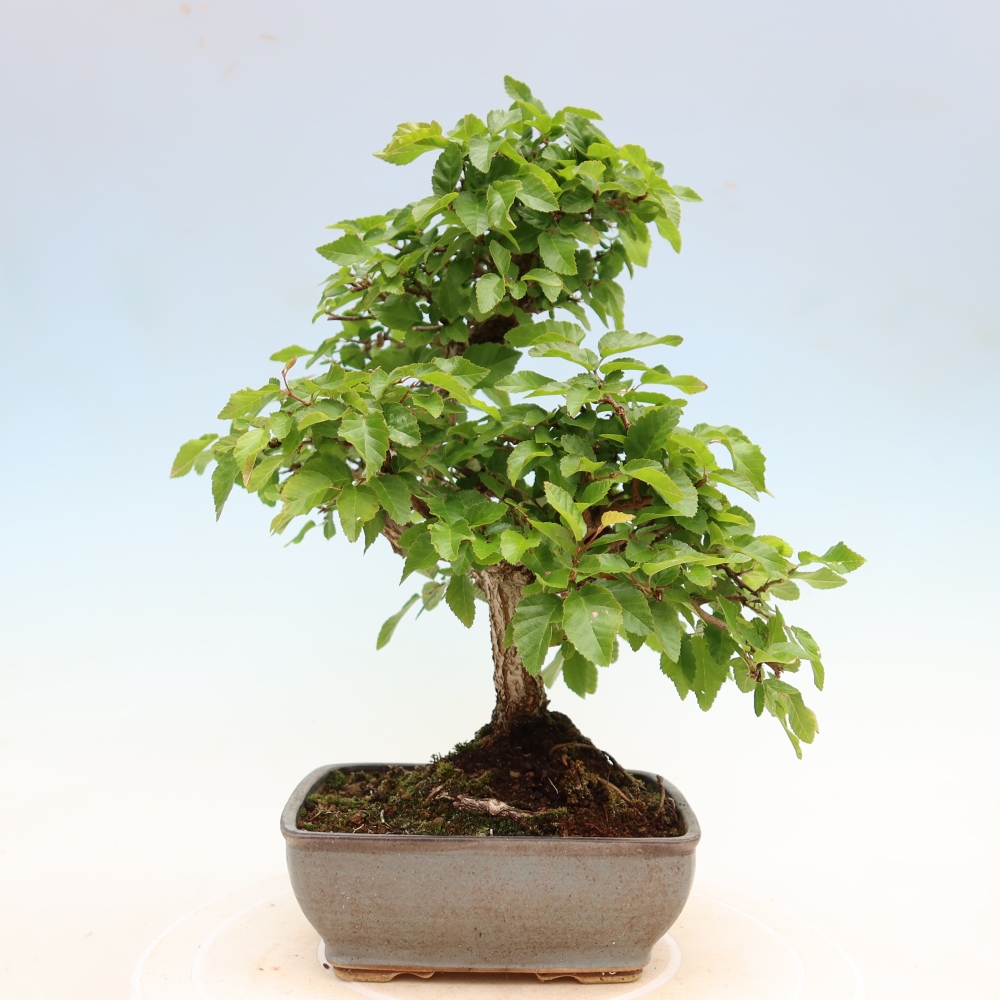 Bonsai da esterno -Carpinus Coreana - Carpino coreano