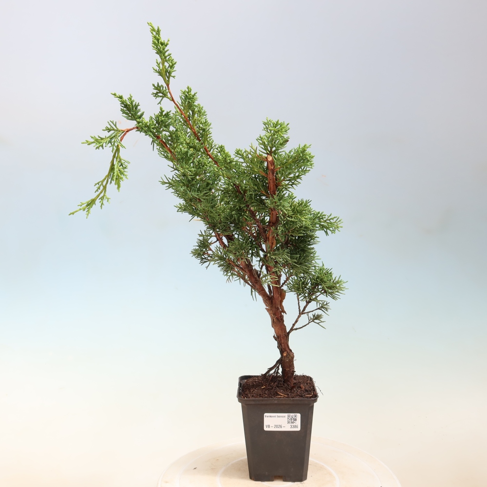 Bonsai da esterno - Juniperus chinensis Kishu