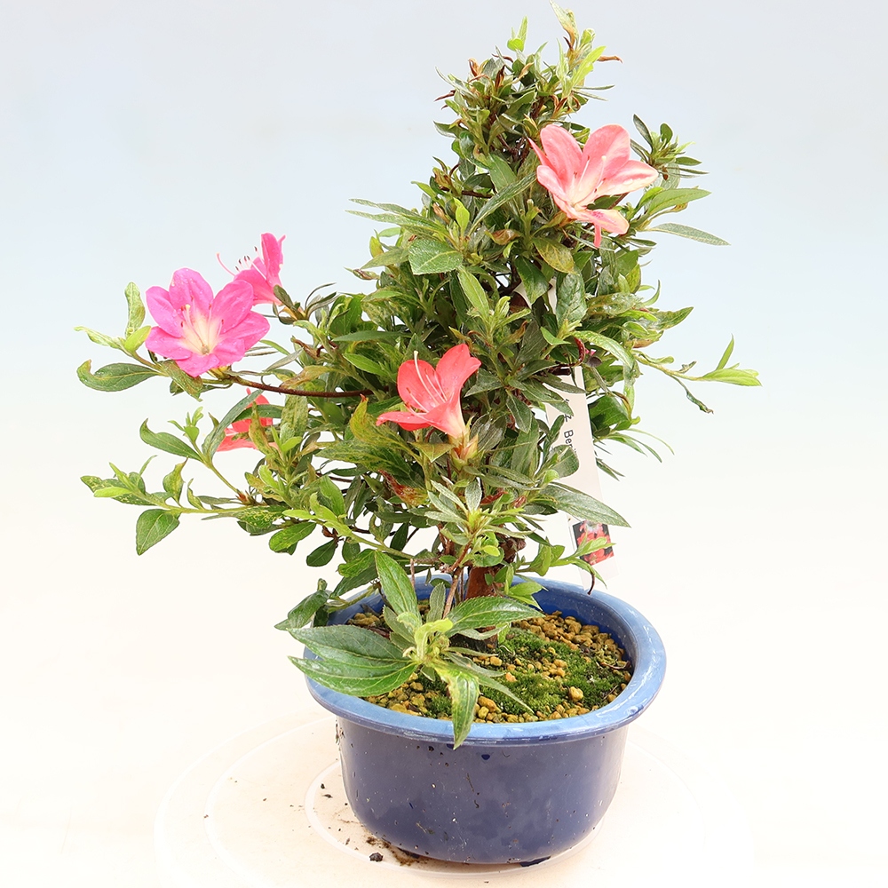 Bonsai da esterno - Azalea giapponese - Azalea Beniko