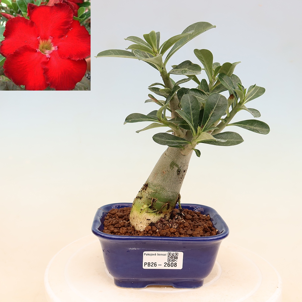 Bonsai da interno - Adenium obesum Red Star - Rosa del deserto