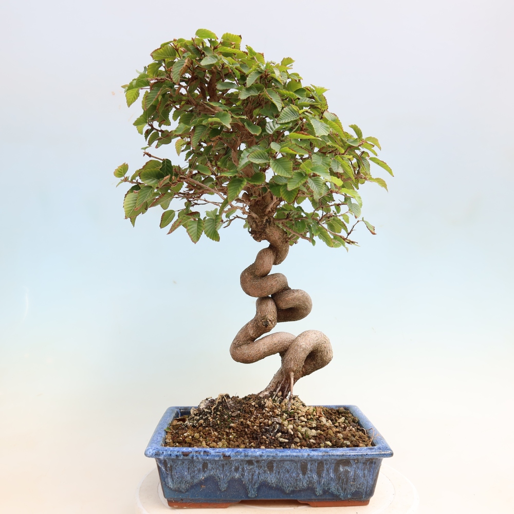 Bonsai da esterno -Carpinus CARPINOIDES - Carpino coreano